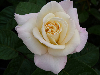 Роза чайно-гибридная Тру Лав Роза чайно-гибридная Тру Лав