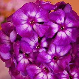 Флокс метельчатый Кураж