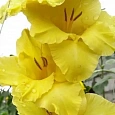 Гладиолус Jacksonville Gold