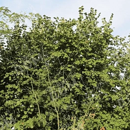 Фундук Webb's Prize Cob