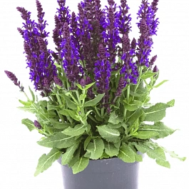 Шалфей дубравный Sensation Medium Violet