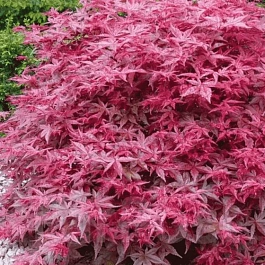 Клен веерный Beni-maiko