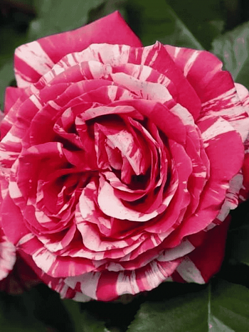 Роза чайно-гибридная Best impression