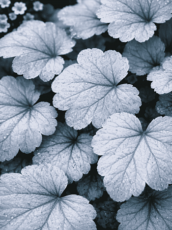 Гейхера Silver Gumdrop