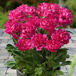 Пион травянистый Лондон Пион травянистый Лондон