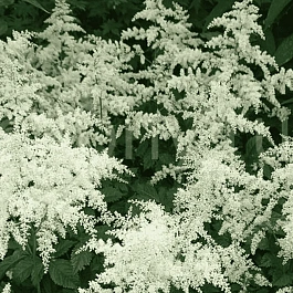 Астильба Арендса Brautschleier