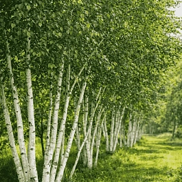 Береза Жакмана