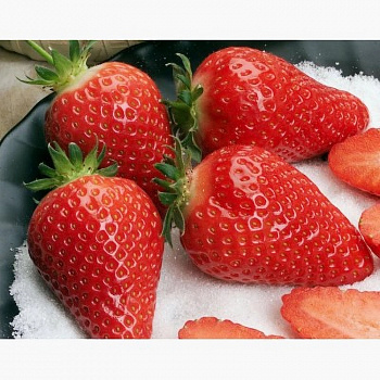 Земляника садовая Теа