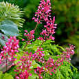 Гейхера  Sweet Tart