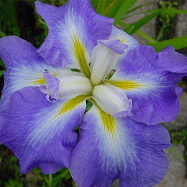 Ирис японский Оушн Мист