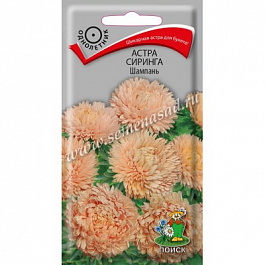 Астра Сиринга Шампань
