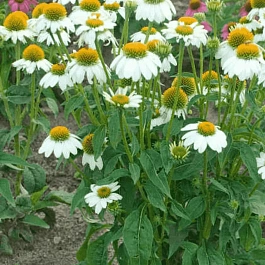 Эхинацея Pow Wow White