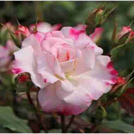 Роза Патио Abigaile