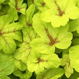 Гейхерелла Sunspot