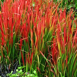 Императа цилиндрическая Red Baron