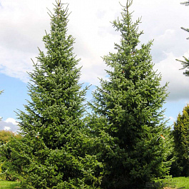 Ель сербская Ель сербская