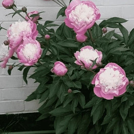 Пион Молочноцветковый Bowl of Beauty