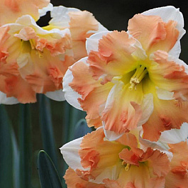 Нарцисс с расщеплённой коронкой Кум Лауде