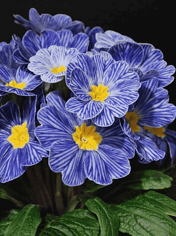 Примула бесстебельная Blue Zebra