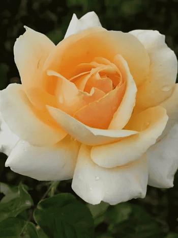 Роза чайно-гибридная  Sue Hipkin