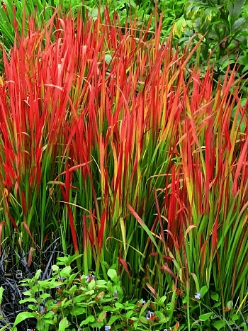 Императа цилиндрическая Red Baron