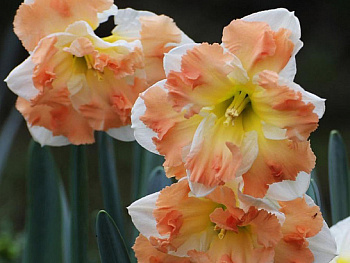 Нарцисс с расщеплённой коронкой Кум Лауде