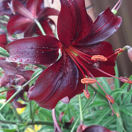 Лилия азиатская Найт Флайер