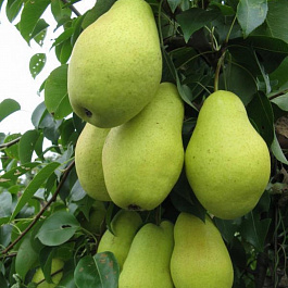 Груша плодовая Февральский сувенир