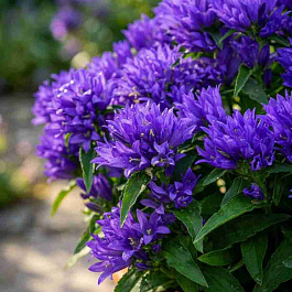 Колокольчик скученный Acaulis Blue