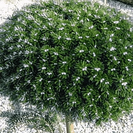 Пихта корейская Silberkugel на штамбе 60 см