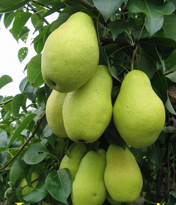 Груша плодовая Февральский сувенир