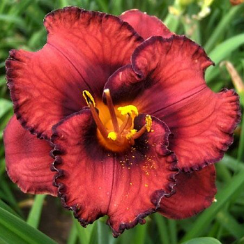 Лилейник гибридный Берилишез НАБОР 2ШТ (1+1)