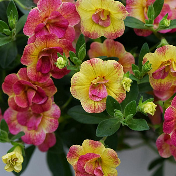 Калибрахоа Chameleon Double Pink Yellow