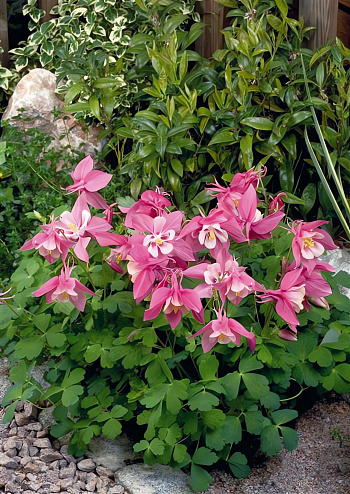 Аквилегия (Водосбор) голубая Spring Magic Rose White
