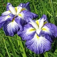 Ирис мечевидный Gusto