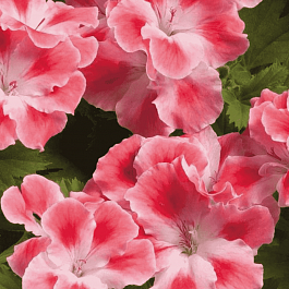 Пеларгония королевская Clarion Peach