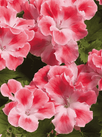 Пеларгония королевская Clarion Peach