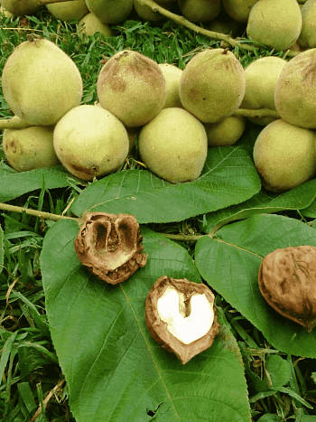 Орех маньчжурский