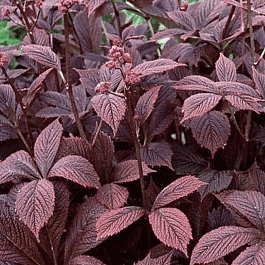 Роджерсия перистая Chocolate Wings