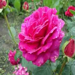 Роза чайно-гибридная Jorianda