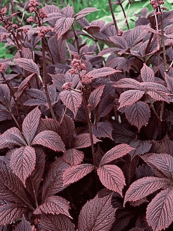 Роджерсия перистая Chocolate Wings