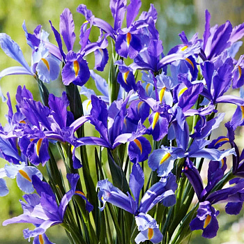 Ирис голландский Сапфир Бьюти