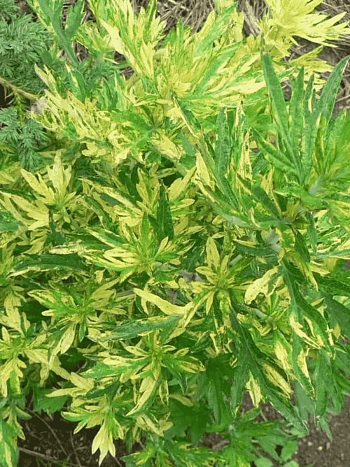 Полынь обыкновенная Variegata