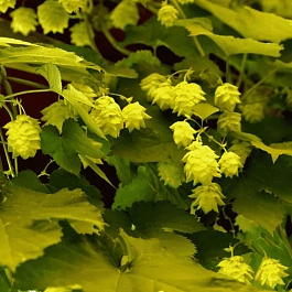 Хмель обыкновенный Aureus