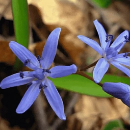 Сцилла двулистная