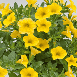 Калибрахоа Neo True Yellow