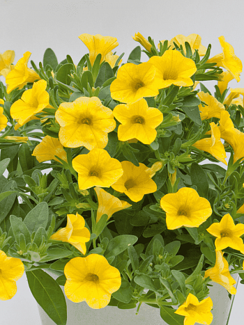 Калибрахоа Neo True Yellow