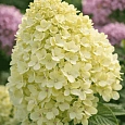 Гортензия метельчатая Bee Happy