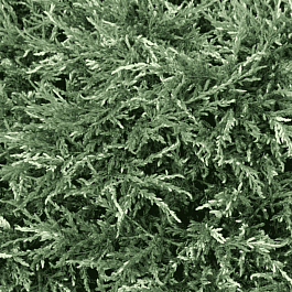 Можжевельник обыкновенный Spotty Spreader