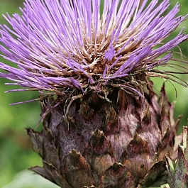 Артишок испанский